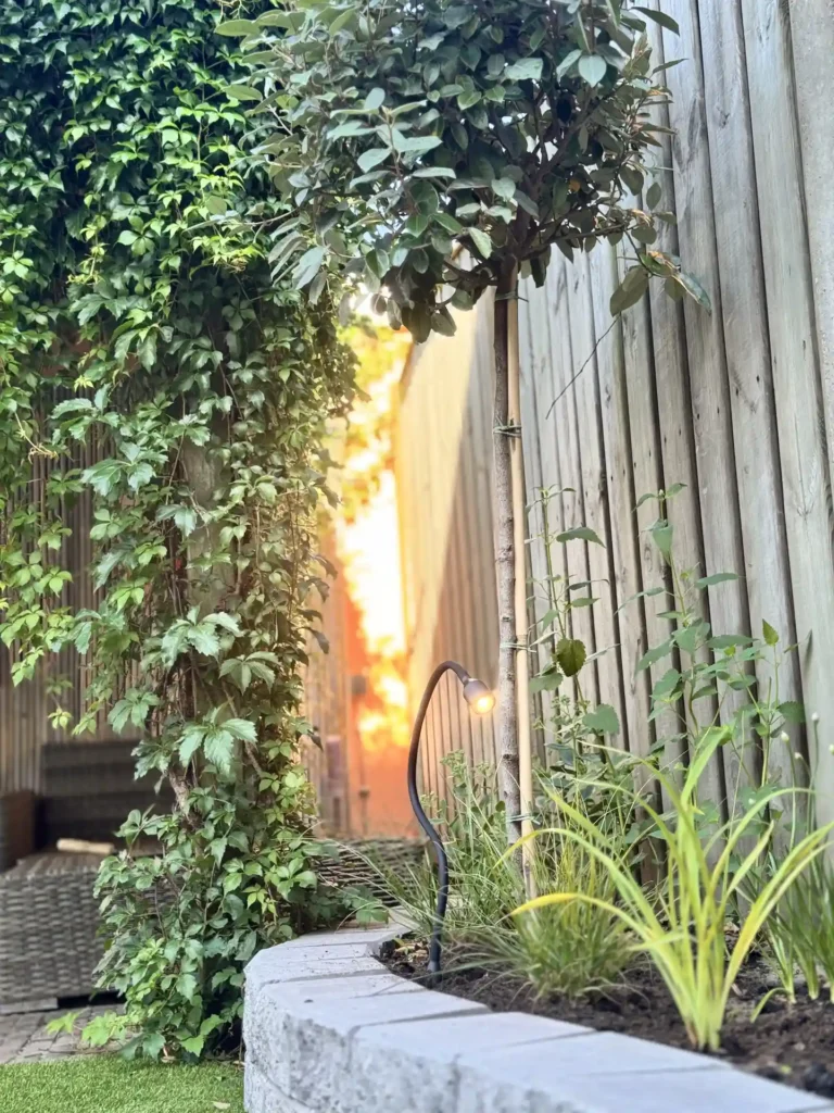 Houten schutting begroeid met groene klimplanten met een leiboom ertegen in een tuin