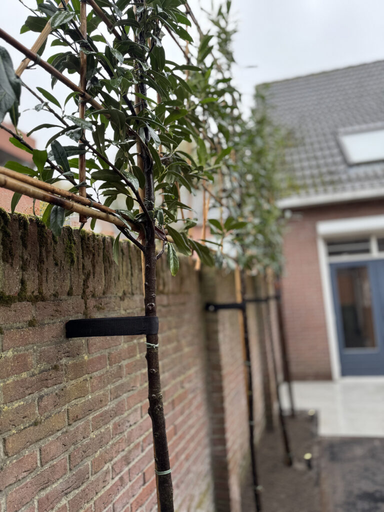 Beplanting en bomen door Rombouts Sierbestratingen in Roosendaal