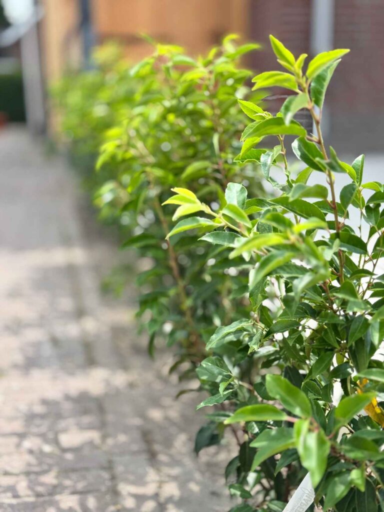 Beplanting en bomen door Rombouts Sierbestratingen in Roosendaal